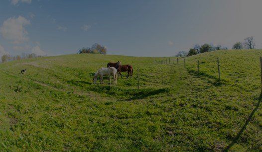 pension au pré pour cheval à Pau 64