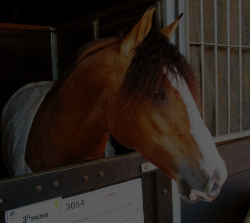 pension pour cheval en box proche de Pau 64